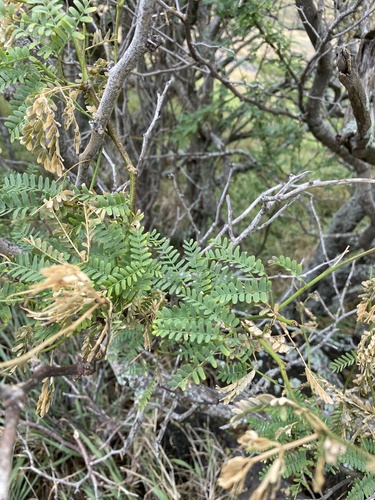 Prosopis pallida observed 2026-09-30