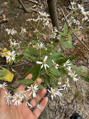 Olearia nernstii observed 2026-09-30