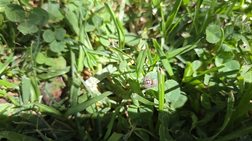 Colonus hesperus