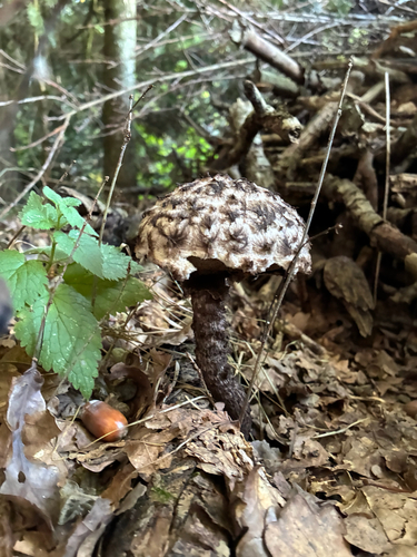 Old-man-of-the-woods