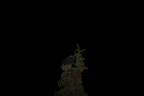 Great Horned Owl
