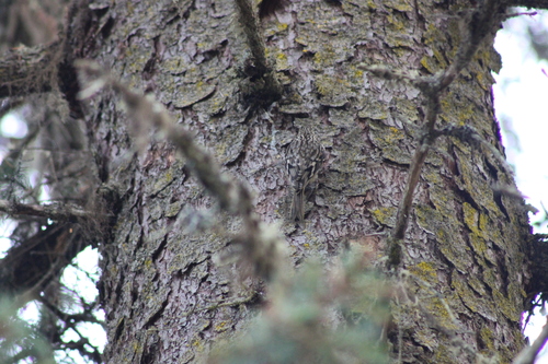 Brown Creeper