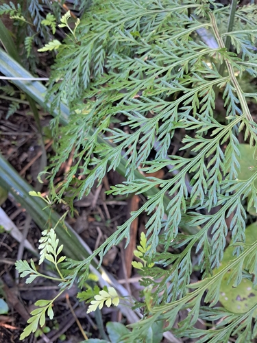 Asplenium dimorphum observed 2026-10-01