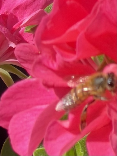 Western Honey Bee