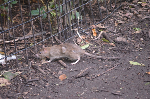 Rat photographed near here on 2026-09-30