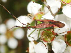 Pseudopantilius australis