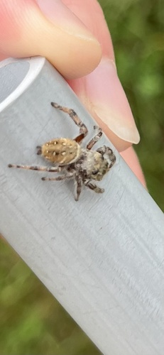 Brilliant Jumping Spider
