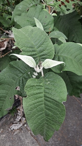 tepozan