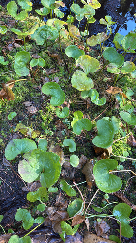 Nephrophyllidium crista-galli observed 2026-09-30