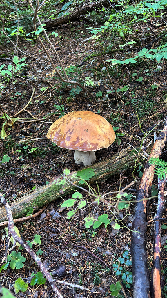 King Bolete · September 2026 · photo: Photo: no rights reserved · iNaturalist