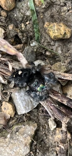 Bold Jumping Spider