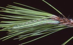 Lapara phaeobrachycerous