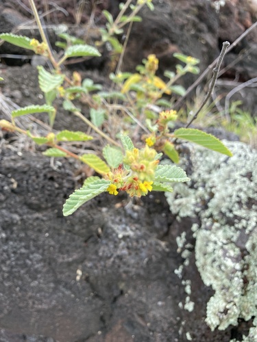 Waltheria indica observed 2026-09-30
