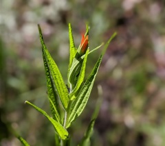 Castilleja minor stenantha