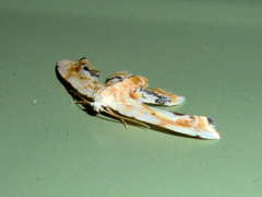 Holocryptis phasianura