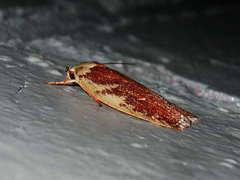 Euchaetis rhizobola