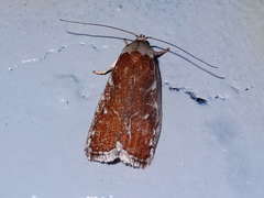 Euchaetis rhizobola