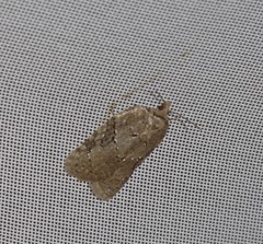 Acleris placidana