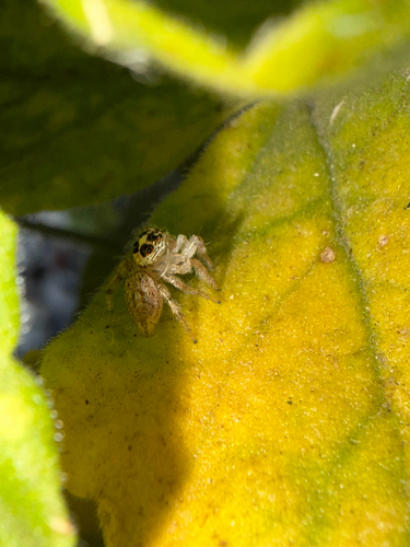 Colonus hesperus