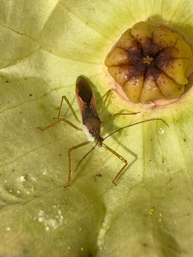 Leafhopper Assassin Bug