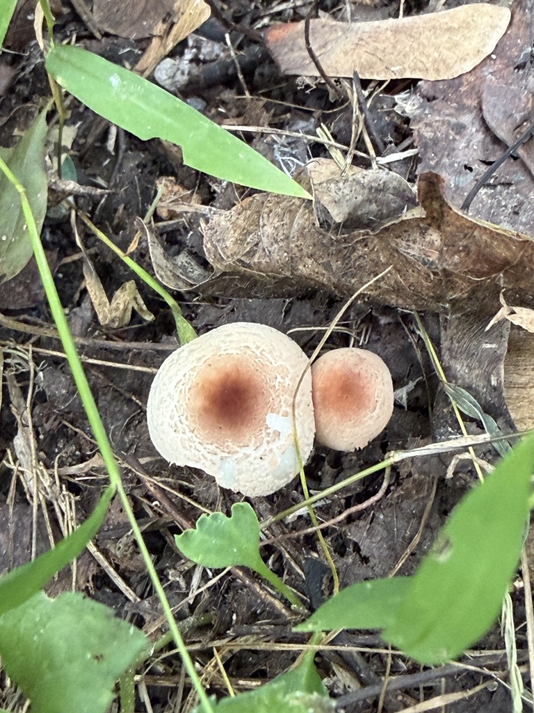 Stinking Dapperling · September 2026 · photo: Photo: (c) Julie Travaglini, some rights reserved (CC BY) · iNaturalist