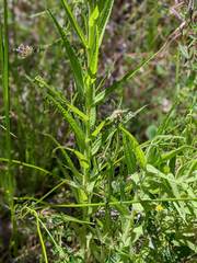 Castilleja minor stenantha