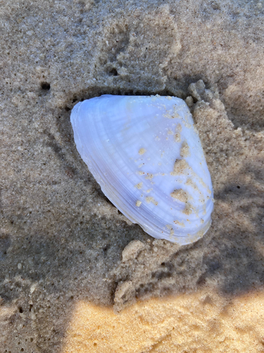Donax deltoides, 2026-10-01