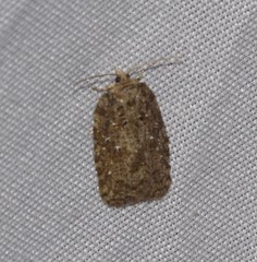 Acleris chalybeana