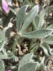 Astragalus tridactylicus