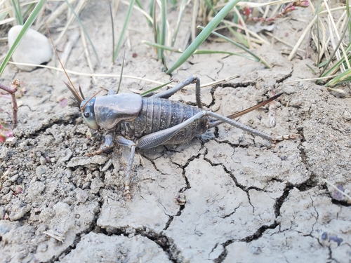 Mormon Cricket