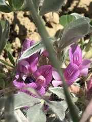 Astragalus tridactylicus