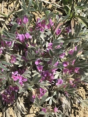 Astragalus tridactylicus