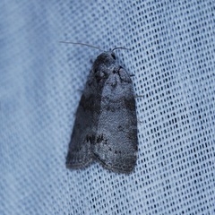 Polygrammate cadburyi