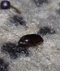 Attagenus unicolor
