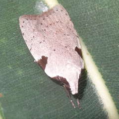 Zonopetala quadripustulella