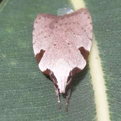 Zonopetala quadripustulella