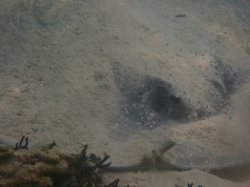 Urogymnus asperrimus observed 2026-09-30
