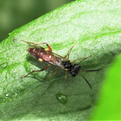 Taxonus epicera