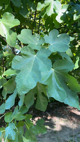 common fig