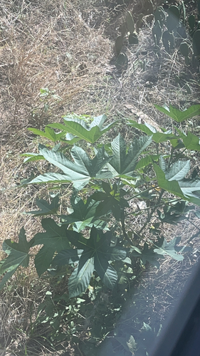 castor bean