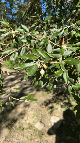 Holm oak