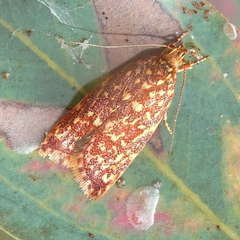 Syringoseca rhodoxantha