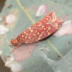 Syringoseca rhodoxantha