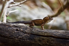 Anolis jubar oriens