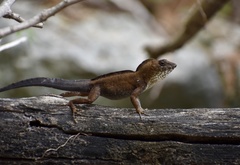 Anolis jubar oriens
