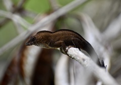 Anolis jubar oriens