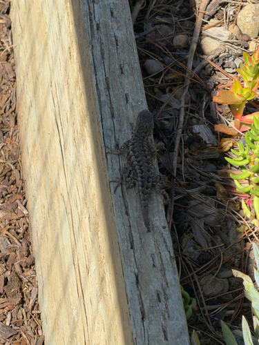 Western Fence Lizard