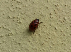 Gonioctena fornicata