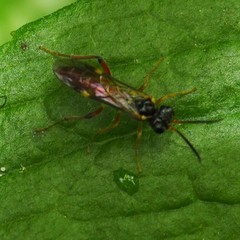 Taxonus epicera