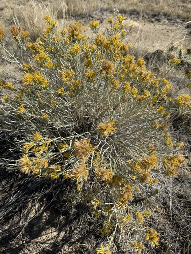 Rubber Rabbitbrush